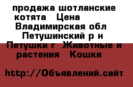 продажа шотланские котята › Цена ­ 2 000 - Владимирская обл., Петушинский р-н, Петушки г. Животные и растения » Кошки   